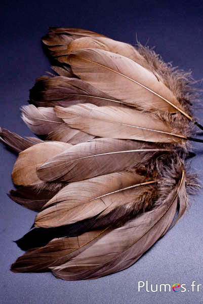 Gans - 13-18 cm - aarde  